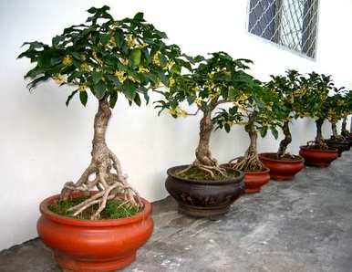 桂花树盆景如何栽培，桂花树盆景能在室内栽培吗？