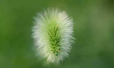 什么是狗尾草的花语，什么是狗尾草花语的唯美句？