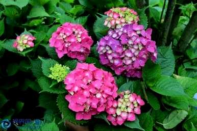 绣球花的起源在哪里？