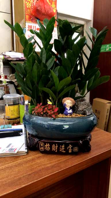 如何养钱串子花，如何养钱串子花