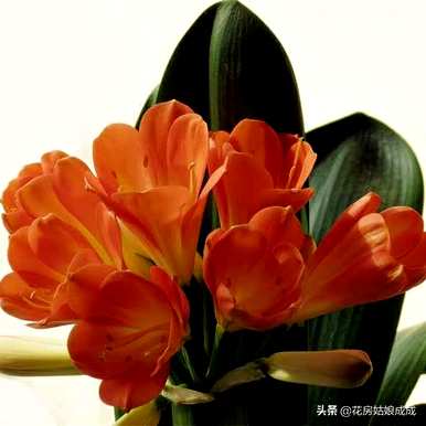 君子兰开花夹箭怎么办？君子兰11月开花夹箭