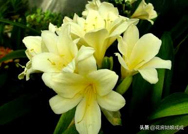 君子兰开花夹箭怎么办？君子兰11月开花夹箭