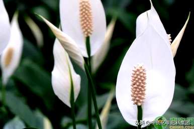 一帆风顺花有毒吗？一帆风顺花有毒吗？你能在室内养吗？