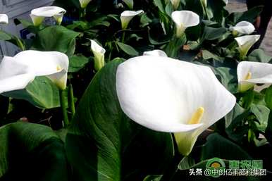 一帆风顺花有毒吗？一帆风顺花有毒吗？你能在室内养吗？