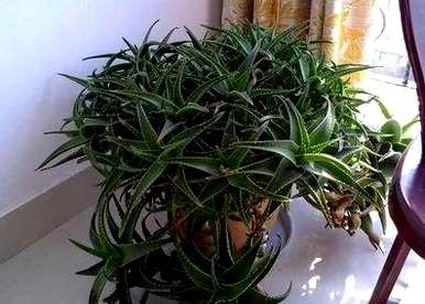 如何正确浇水芦荟，如何正确浇水芦荟