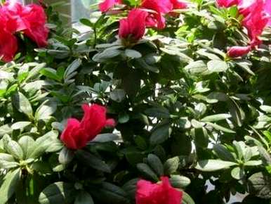 杜鹃花怎么养才开花，杜鹃花什么季节开花？