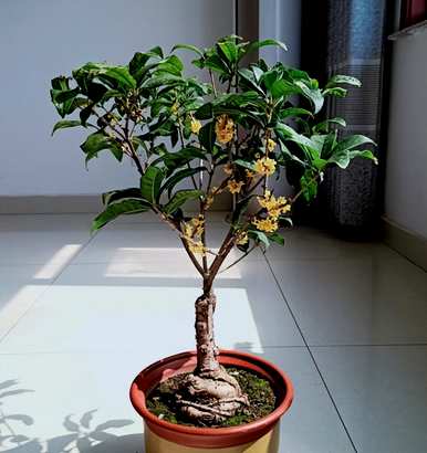 适合新手养花期长的花，哪些花适合新手养