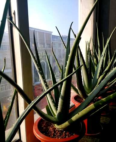 适合新手养花期长的花，哪些花适合新手养
