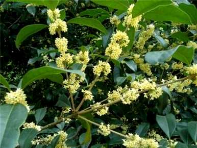 院子大桂花树专用肥料，桂花树最好用什么肥料？