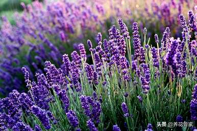 世界上最浪漫的花语是什么？世界上最浪漫的花语图文