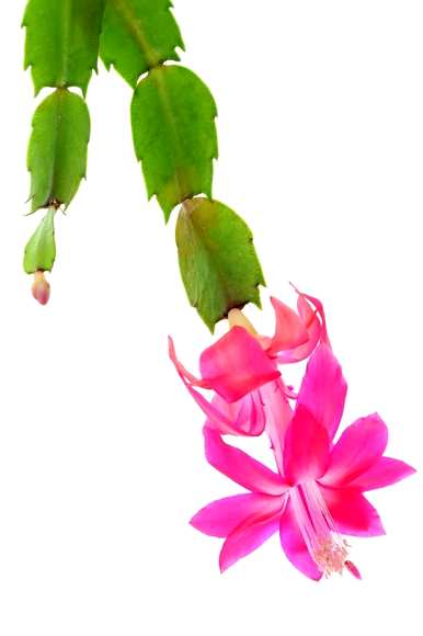 美丽的仙人掌花图片，最美丽的仙人掌是什么？