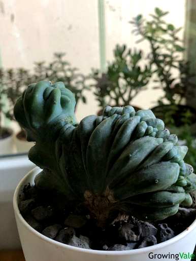 美丽的仙人掌花图片，最美丽的仙人掌是什么？