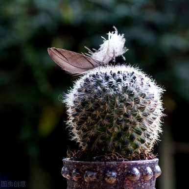美丽的仙人掌花图片，最美丽的仙人掌是什么？