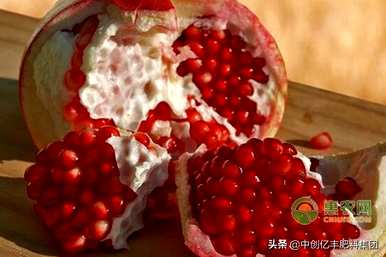 石榴树的种植和管理，如何种植石榴树老桩？