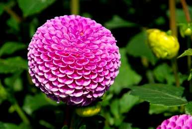 菊花是大丽花的养殖方法，菊花是大丽花的养殖方法