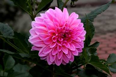 菊花是大丽花的养殖方法，菊花是大丽花的养殖方法