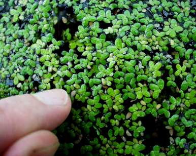 浮萍草属于什么科，浮萍草是什么植物？