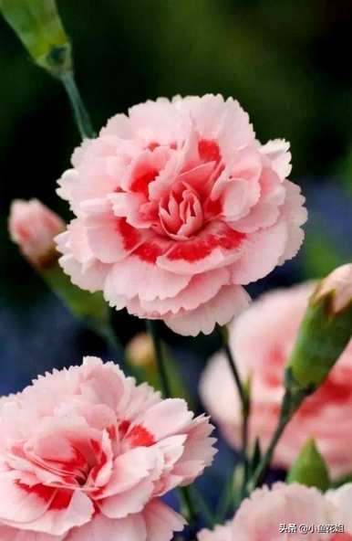 给母亲的花是什么，母亲生日给母亲的花是什么？