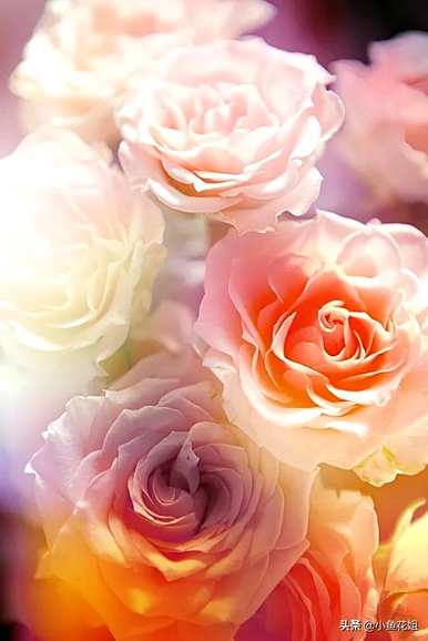 给母亲的花是什么，母亲生日给母亲的花是什么？