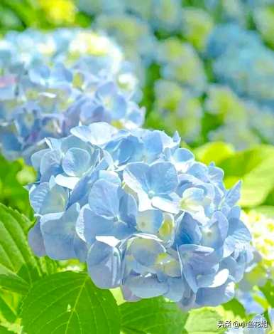 给母亲的花是什么，母亲生日给母亲的花是什么？