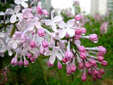 丁香花是什么样的，丁香花一年四季都是什么样的？