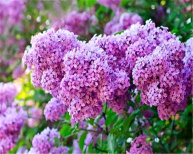丁香花是什么样的，丁香花一年四季都是什么样的？
