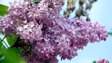 丁香花是什么样的，丁香花一年四季都是什么样的？