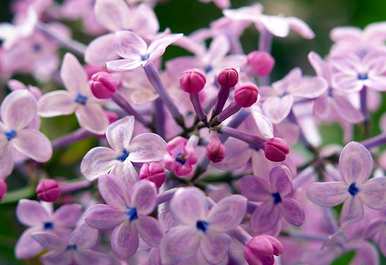丁香花是什么样的，丁香花一年四季都是什么样的？