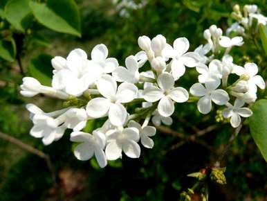 丁香花是什么样的，丁香花一年四季都是什么样的？