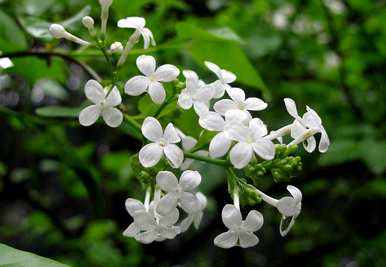 丁香花是什么样的，丁香花一年四季都是什么样的？