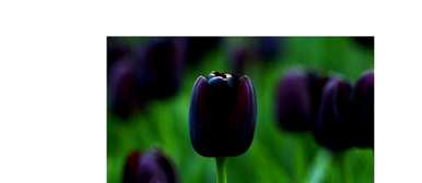 红、白、黄三色郁金香花语，黑色郁金香花语是什么