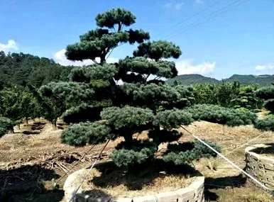 五针松盆景的养护方法