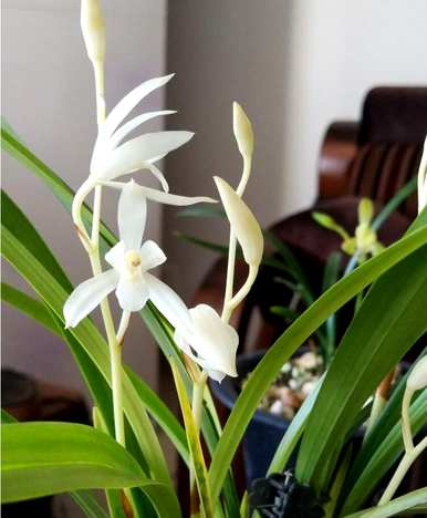 如何维护兰花的日常生活？如何维护兰花的日常生活？