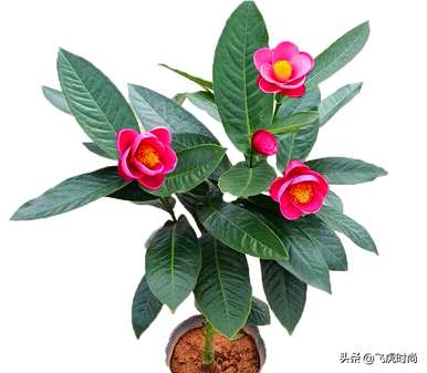 四季茶花品种有哪些？介绍棕榈四季茶花品种