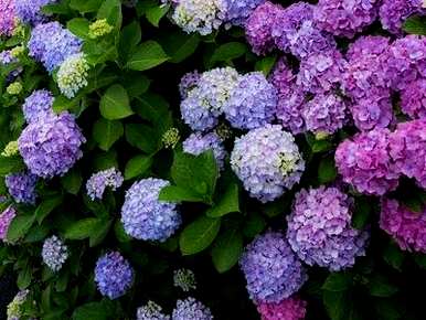 如何培育八仙花卉，如何培育紫色垂吊花卉