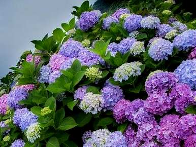 如何培育八仙花卉，如何培育紫色垂吊花卉