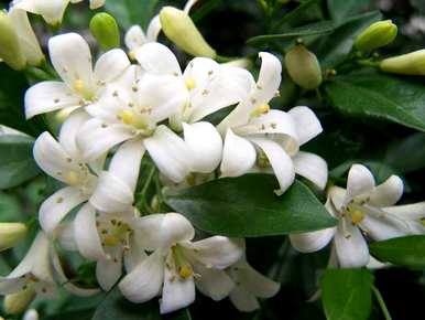 九里香不开花怎么办？九里香不开花的原因是什么？