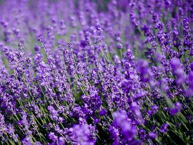 英国蓝薰衣草花语，薰衣草花语是什么？