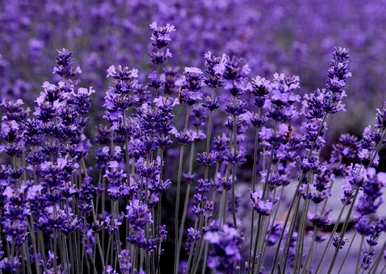 英国蓝薰衣草花语，薰衣草花语是什么？