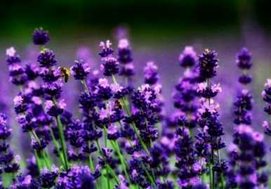 英国蓝薰衣草花语，薰衣草花语是什么？