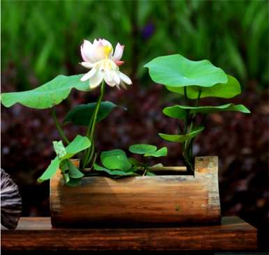 睡莲鱼缸种植方法，睡莲种植方法技巧