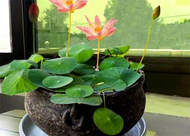 睡莲鱼缸种植方法，睡莲种植方法技巧