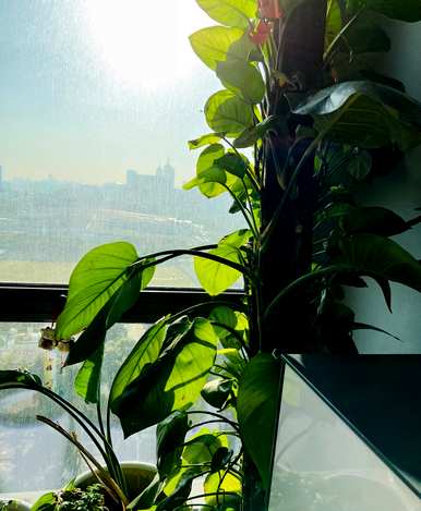 如何养绿萝卜又绿又旺，如何养绿萝卜又绿又旺？