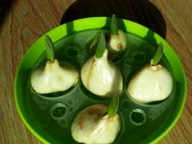 郁金香如何种植水培方法？