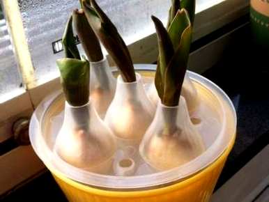 郁金香如何种植水培方法？