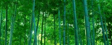 如何种植毛竹种子，如何种植毛竹种子