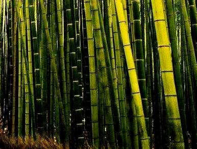 如何种植毛竹种子，如何种植毛竹种子