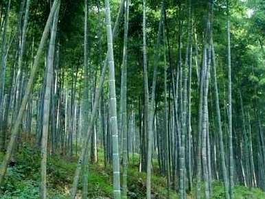 如何种植毛竹种子，如何种植毛竹种子