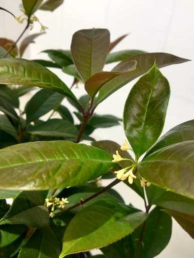 盆栽桂花发芽不旺怎么办？桂花盆栽怎么养才旺？