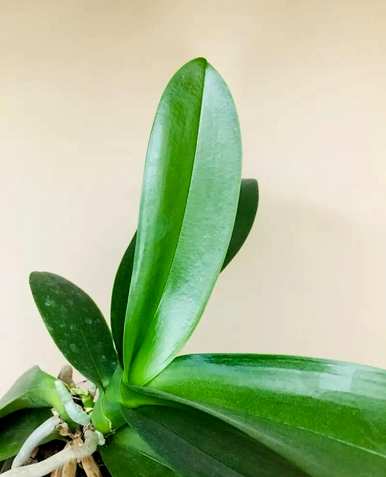视频中蝴蝶兰的种植方法和技巧，蝴蝶兰的种植方法和技巧